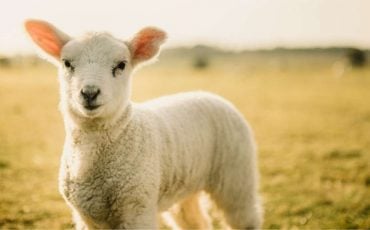 Dream of a Lamb - 31 Types and Their Interpretations