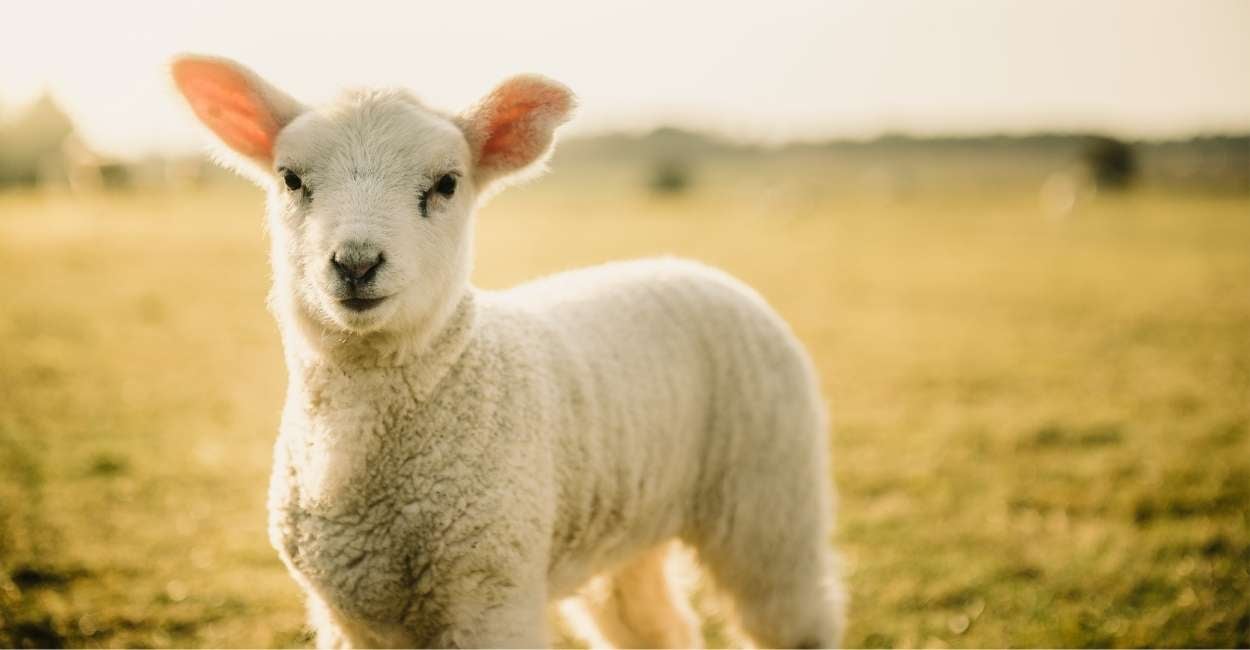 Dream of a Lamb - 31 Types and Their Interpretations
