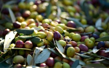 Dreaming about Olives - Time to Let Go Off Your Past