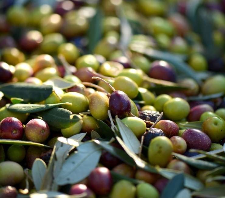 Dreaming about Olives - 43 Types & Their Interpretations