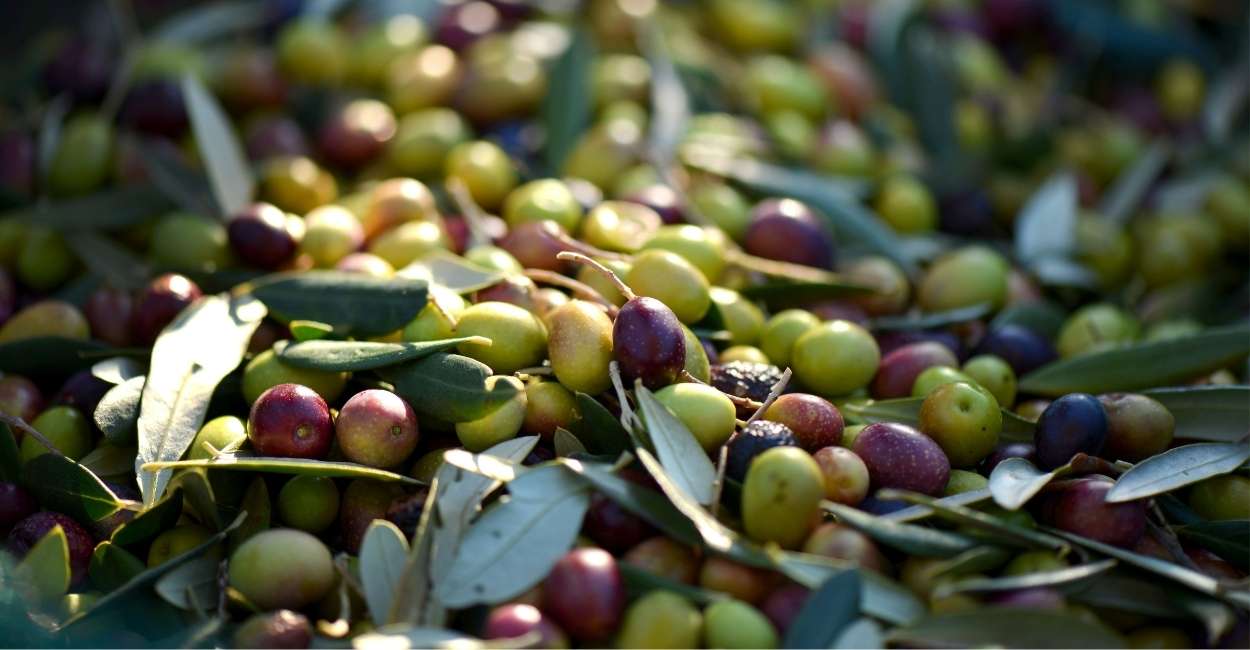 Dreaming about Olives - 43 Types & Their Interpretations