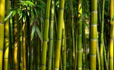 Dreaming of Bamboo - Does This Mean You Should Explore Your Inner Self?