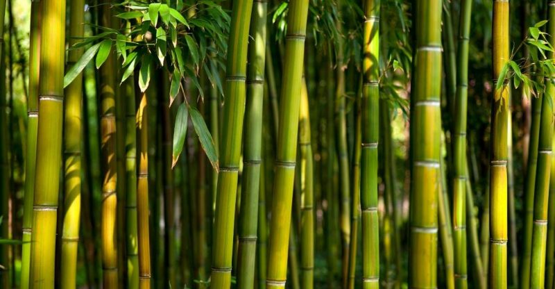 dreaming-of-bamboo-does-this-mean-you-should-explore-your-inner-self