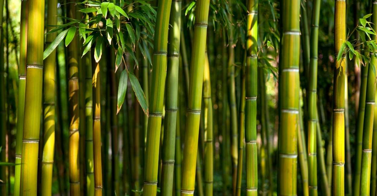 Dreaming of Bamboo - Does This Mean You Should Explore Your Inner Self?