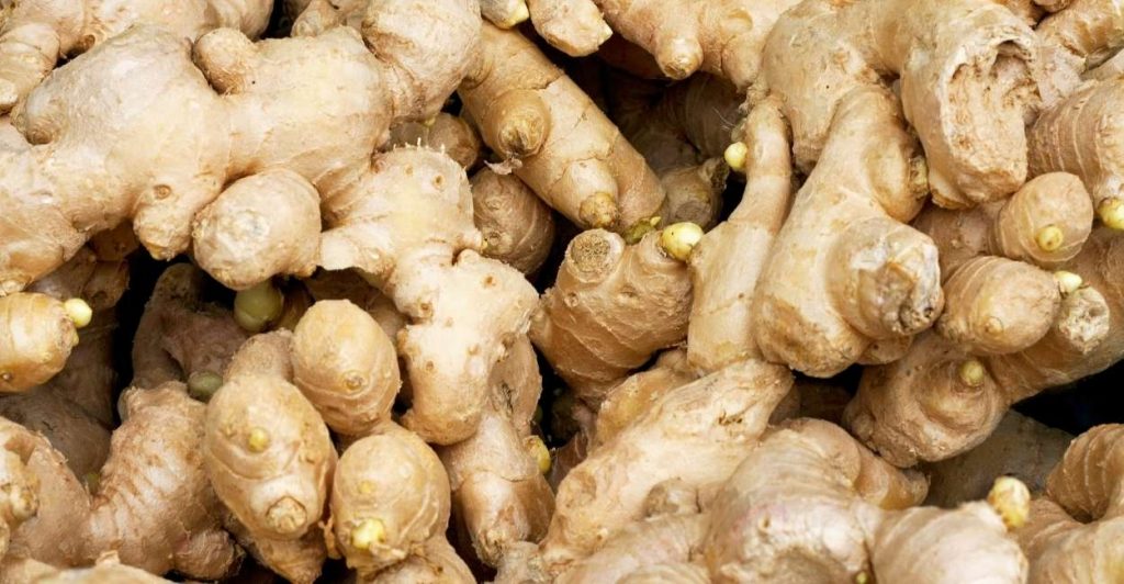 Dreaming of Ginger - All You Need to Know! | ThePleasantDream