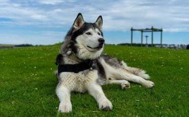 What Does It Mean to Dream of Husky Dog?