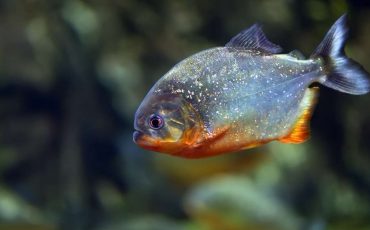 Dreams about Piranhas – Does This Indicate That You Have a Love for Adventures?