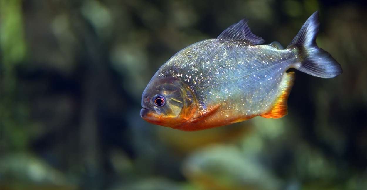 Dreams about Piranhas – Does This Indicate That You Have a Love for Adventures?
