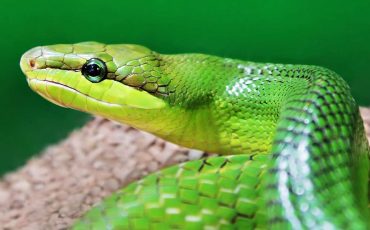 Green Snake in Dream - Will You Undergo a Personal Transformation?