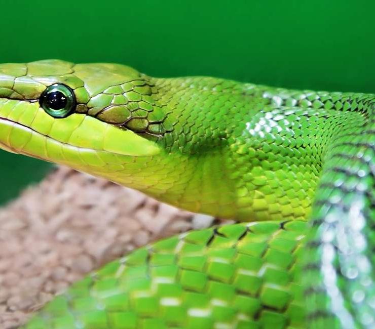 Green Snake in Dream - 35 Types and Interpretations