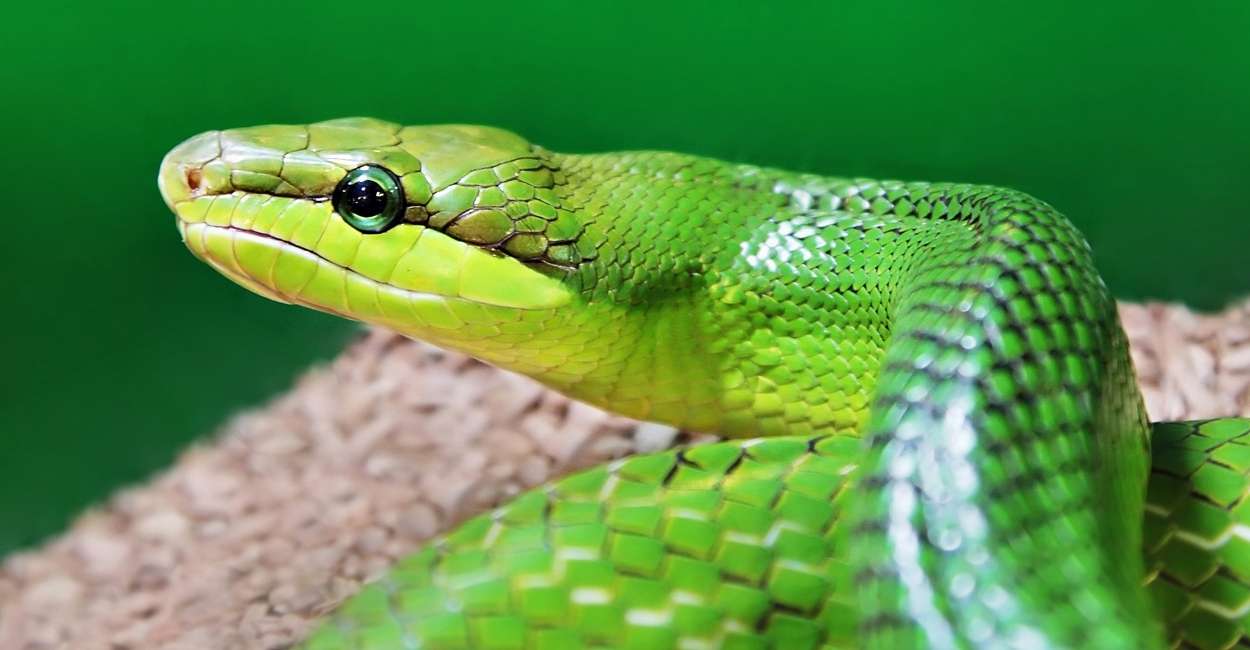 Green Snake in Dream - Will You Undergo a Personal Transformation?