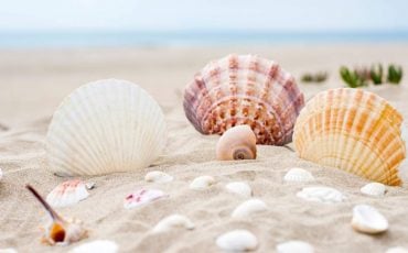 Dream about Seashells - Are They as Beautiful as Seashells?