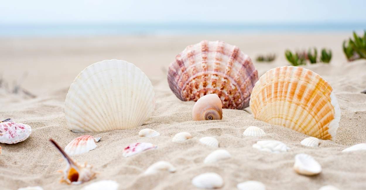 Dream about Seashells - Are They as Beautiful as Seashells?