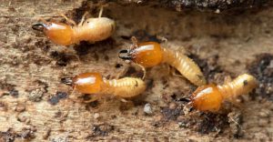 Termites in Dreams – 30 Types and Their Interpretations