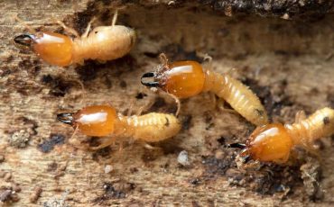 Dream about Termites – Beware of the Toxicity Around You!