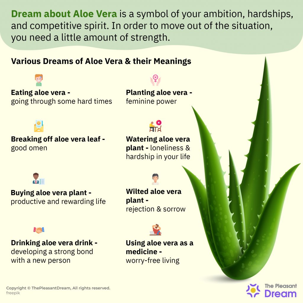 What Does It Mean When You Dream about Aloe Vera