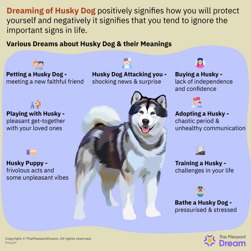 What Does It Mean to Dream of Husky Dog