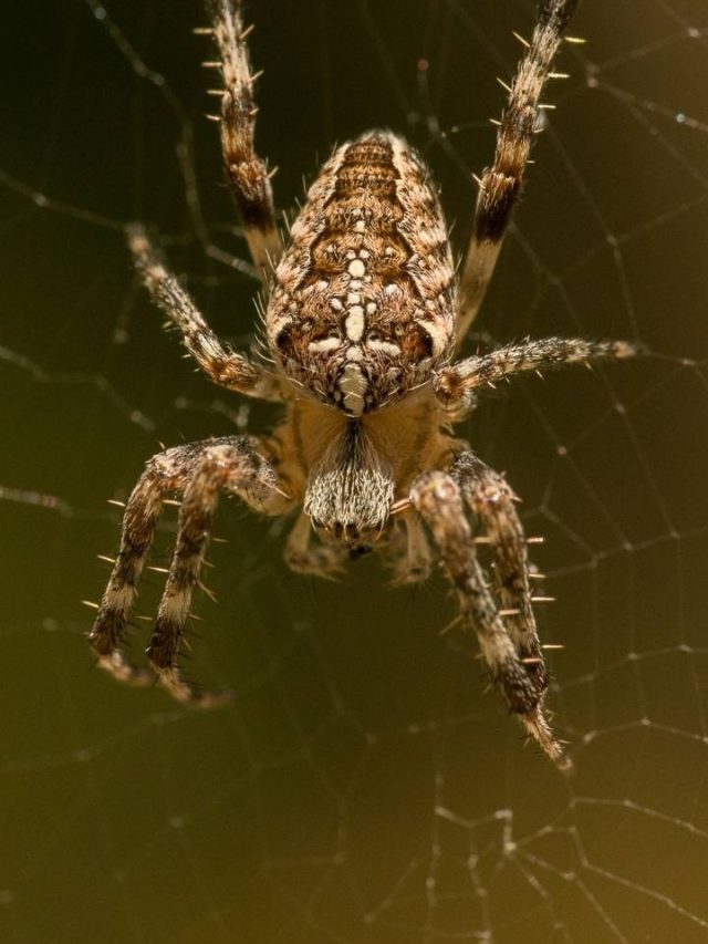 cropped-Did-You-Know-Spiders-Also-Dream.jpg