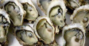 Dream of Oysters - Diving Into Various Plots & Their Interpretations