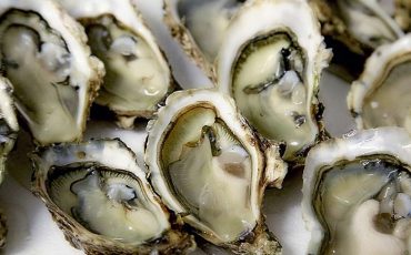 Dream of Oysters - Diving Into Various Plots & Their Interpretations