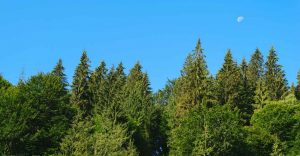 Dream About Pine Trees 62 Types & Meanings