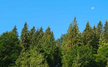Dream About Pine Trees - Signifies Your Determination?