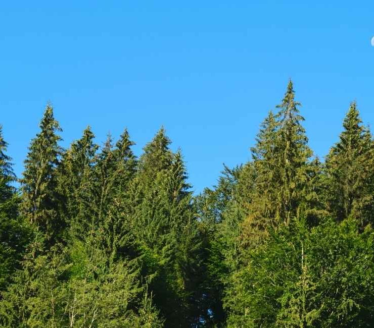 Dream About Pine Trees 62 Types & Meanings