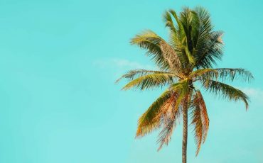 Dream about Palm Trees – It is a Sign of Prosperity and Strength