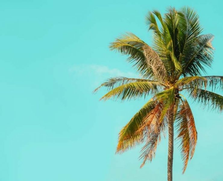 Dream about Palm Trees – 50 Types & their Interpretations