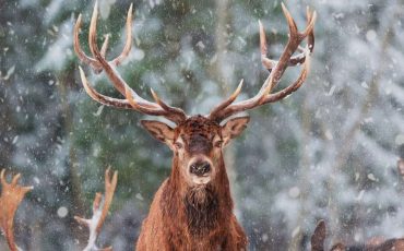 Dream of Reindeer - Does It Symbolize Positive Things in Life?
