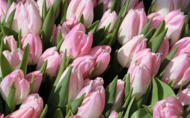 Dream of Tulips - 40 Types and Their Interpretations