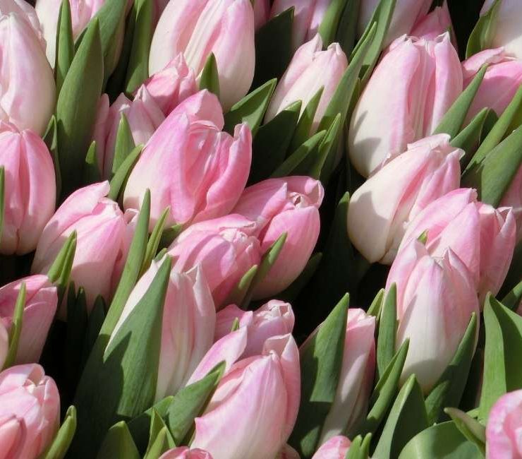 Dream of Tulips - 40 Types and Their Interpretations
