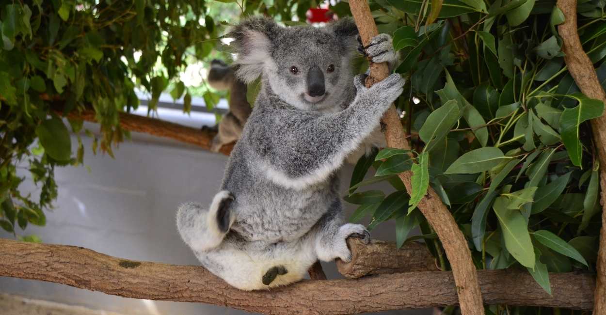 Dreaming Of Koalas - Does it Signify Trip to Australia or Zoo?