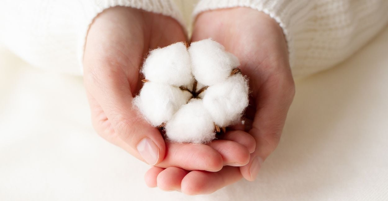 Dreaming about Cotton  – Will You Be Blessed with Good Luck, Health, and Much Love?