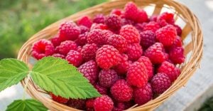 Dreaming of Raspberries - 35 Types and Interpretations