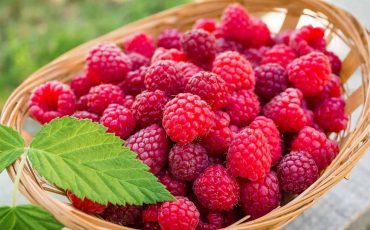 Dream of Raspberries – An Exciting Twist in Your Love Life!