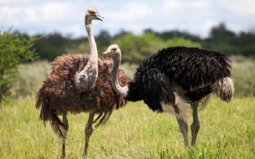 Dreams about Ostrich – Do You Have to Be Aware of Your Surroundings?