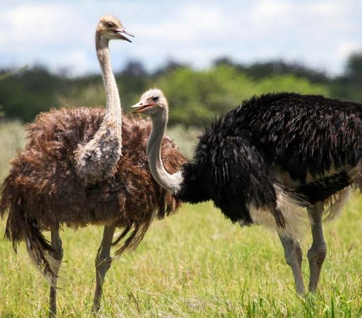 Dreams about Ostrich - 50 Types & Their Interpretations