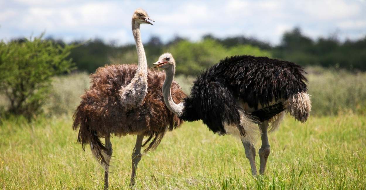 Dreams about Ostrich - 50 Types & Their Interpretations