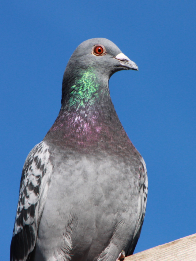 What does dream of pigeons mean?