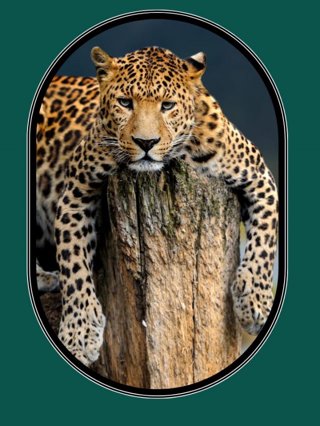 What It Signifies When You Dream about A Leopard?