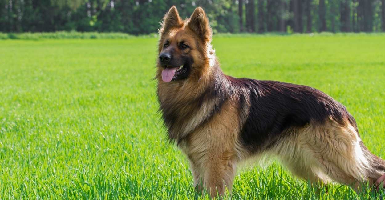 A Dream Of German Shepherd – You Are Capable of Sniffing Trouble!