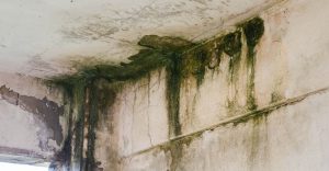Dream about Mold - Are You Attempting to Mask Something in Life?