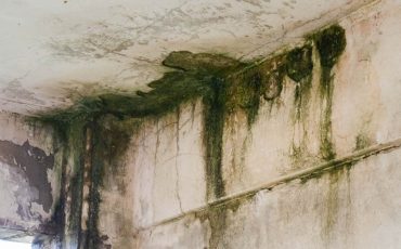 Dream about Mold - Are You Attempting to Mask Something in Life?