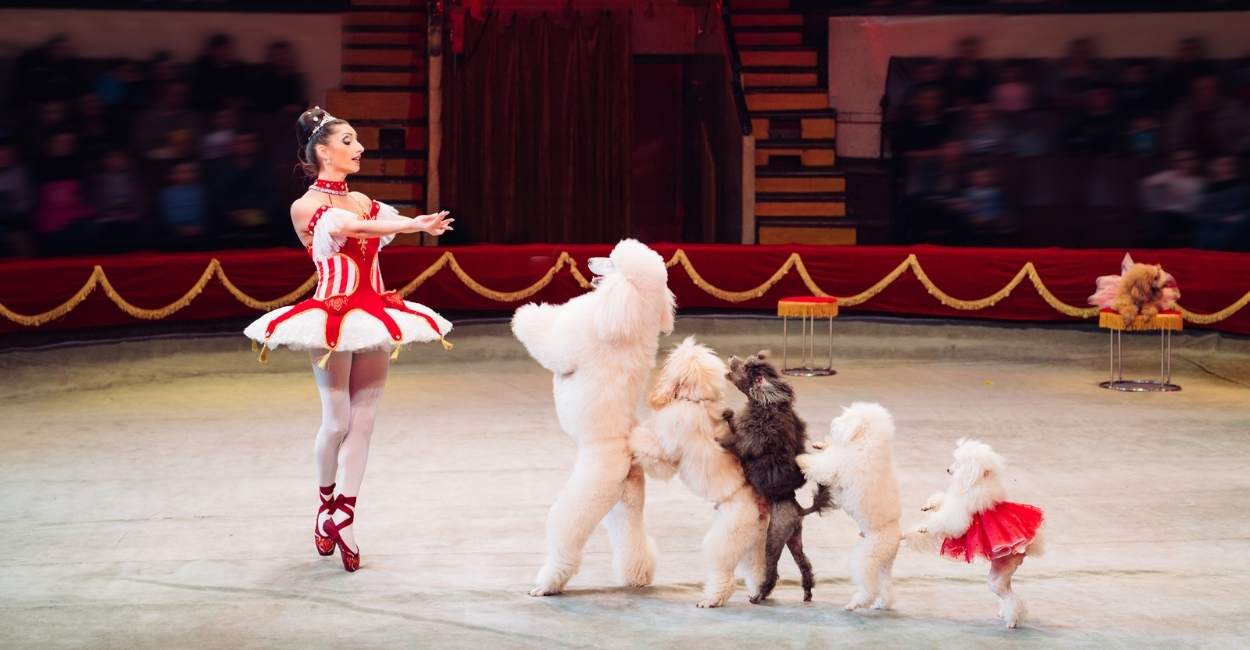 Dream about Circus – You Need to Take a Break and Live Life!