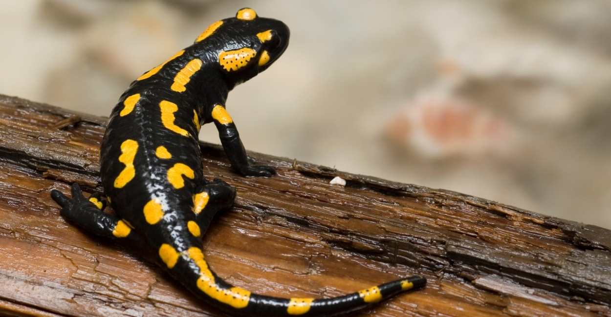 Dream about Salamander – Does It Motivate You to Overcome Your Fears ...