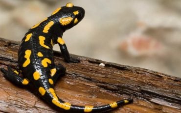 Dream about Salamander  – Does It Motivate You to Overcome Your Fears and Insecurities?