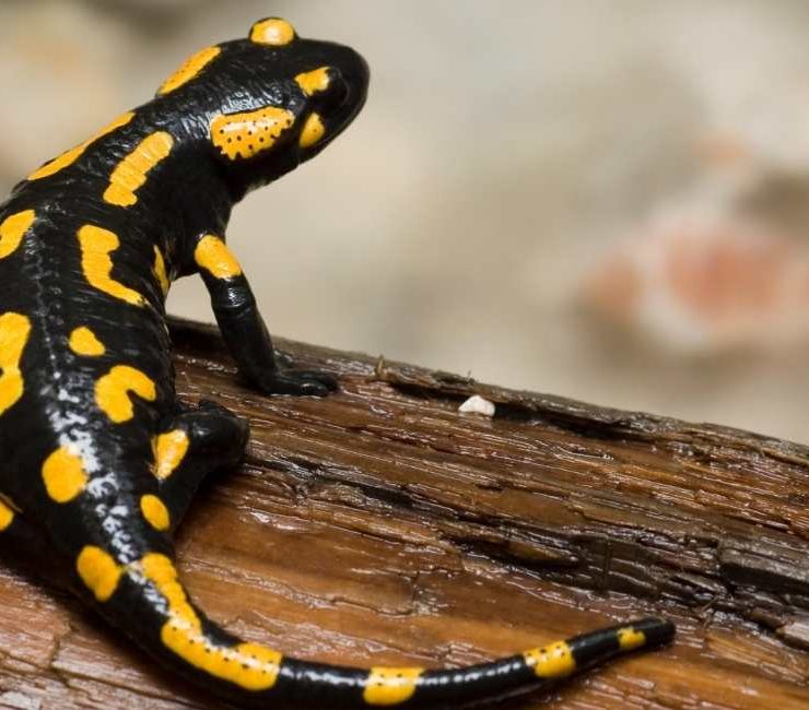 Dream about Salamander  – 60 Dream Scenarios and Interpretations