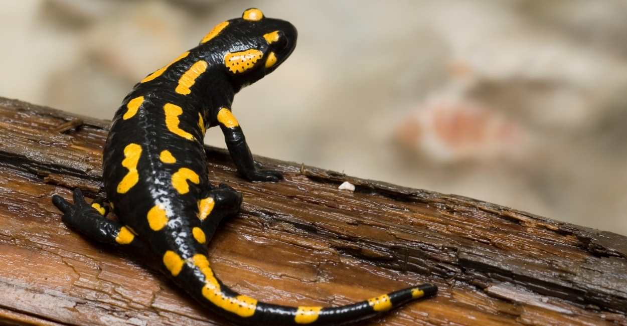 Dream about Salamander  – Does It Motivate You to Overcome Your Fears and Insecurities?