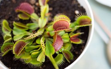 A Dream About Venus Flytrap - Does It Symbolize Temptation and the Need for Patience?
